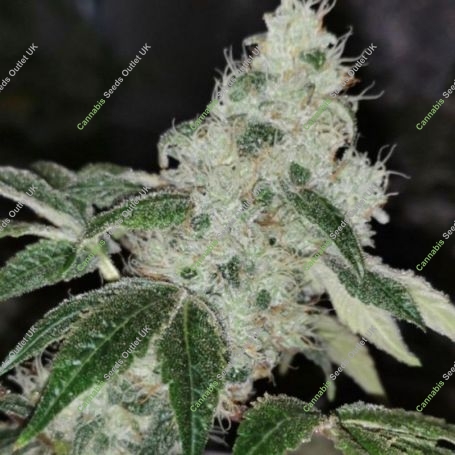 Sowah sherbert Feminized Marijuana Strain by Pheno Finder Seeds For Sale Online at Cannabis Seeds Outlet
