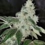 Sowah sherbert Feminized Marijuana Strain by Pheno Finder Seeds For Sale Online at Cannabis Seeds Outlet