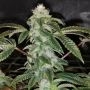 Pheno Finder Seeds Sowah sherbert Smoke Buds Weed Ganja Skunk Dope Pot Images Pics Nuggets
