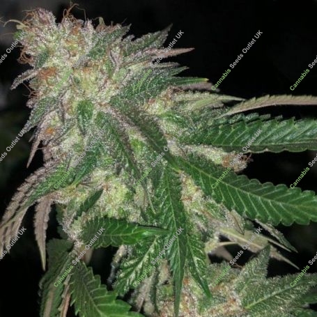 Kuntz Feminized Marijuana Strain by Pheno Finder Seeds For Sale Online at Cannabis Seeds Outlet
