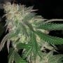 Kuntz Feminized Marijuana Strain by Pheno Finder Seeds For Sale Online at Cannabis Seeds Outlet
