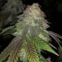 Kuntz Feminized by Pheno Finder Seeds THC Content Potency Strength CBD Height Yield Flowering Time Indica Sativa Genetics