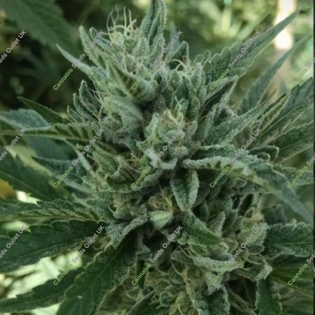 Black Hog Regular Marijuana Strain by Platinum Terp Hogz For Sale Online at Cannabis Seeds Outlet