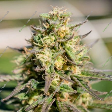 Pellezino Regular Marijuana Strain by Platinum Terp Hogz For Sale Online at Cannabis Seeds Outlet