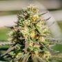 Pellezino Regular Marijuana Strain by Platinum Terp Hogz For Sale Online at Cannabis Seeds Outlet