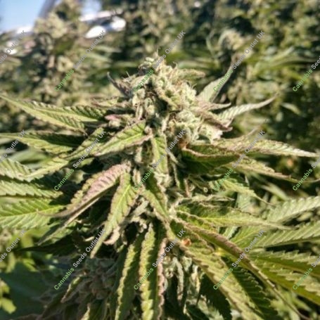 The Azucar Regular Marijuana Strain by Platinum Terp Hogz For Sale Online at Cannabis Seeds Outlet