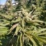 The Azucar Regular Marijuana Strain by Platinum Terp Hogz For Sale Online at Cannabis Seeds Outlet