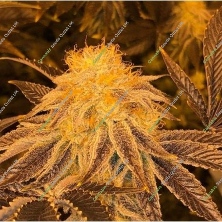 Z3 Regular Marijuana Strain by Platinum Terp Hogz For Sale Online at Cannabis Seeds Outlet
