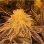 Z3 Regular Marijuana Strain by Platinum Terp Hogz For Sale Online at Cannabis Seeds Outlet