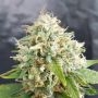 Platinum Terp Hogz Grapefruitz Smoke Buds Weed Ganja Skunk Dope Pot Images Pics Nuggets