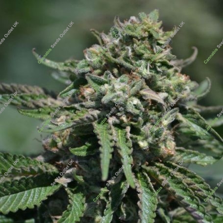 Berry Melon-O Regular Marijuana Strain by Platinum Terp Hogz For Sale Online at Cannabis Seeds Outlet