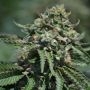 Berry Melon-O Regular Marijuana Strain by Platinum Terp Hogz For Sale Online at Cannabis Seeds Outlet