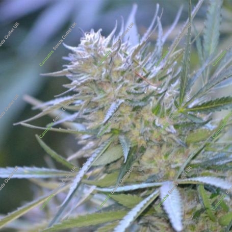Clemonadez Regular Marijuana Strain by Platinum Terp Hogz For Sale Online at Cannabis Seeds Outlet