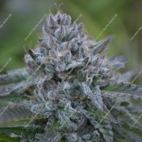 Banana Z Regular Marijuana Strain by Platinum Terp Hogz For Sale Online at Cannabis Seeds Outlet