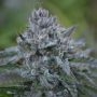 Banana Z Regular Marijuana Strain by Platinum Terp Hogz For Sale Online at Cannabis Seeds Outlet