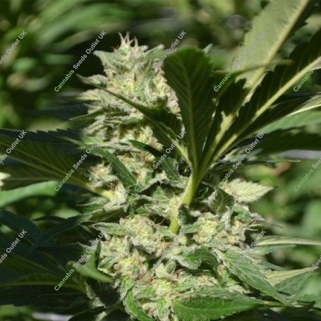 Pineapple Passion Zmoothie Regular Marijuana Strain by Platinum Terp Hogz For Sale Online at Cannabis Seeds Outlet