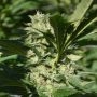 Pineapple Passion Zmoothie Regular Marijuana Strain by Platinum Terp Hogz For Sale Online at Cannabis Seeds Outlet