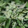 Pineapple Pellazino Regular Marijuana Strain by Platinum Terp Hogz For Sale Online at Cannabis Seeds Outlet
