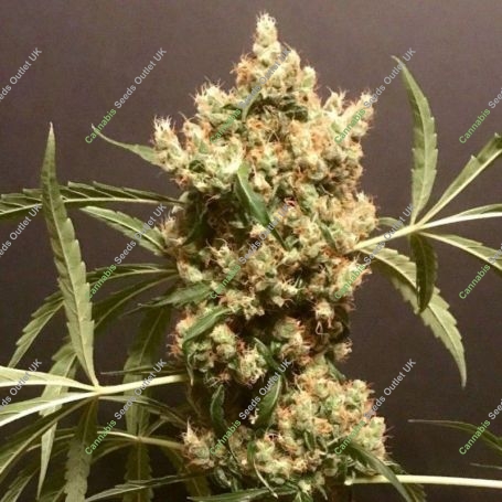 Strawberry Marshmallow Feminized Marijuana Strain by Pot Valley Seeds For Sale Online at Cannabis Seeds Outlet