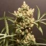 Strawberry Marshmallow Feminized Marijuana Strain by Pot Valley Seeds For Sale Online at Cannabis Seeds Outlet