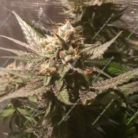 Sour Moonfire Feminized Marijuana Strain by Pot Valley Seeds For Sale Online at Cannabis Seeds Outlet