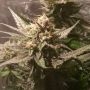 Sour Moonfire Feminized Marijuana Strain by Pot Valley Seeds For Sale Online at Cannabis Seeds Outlet