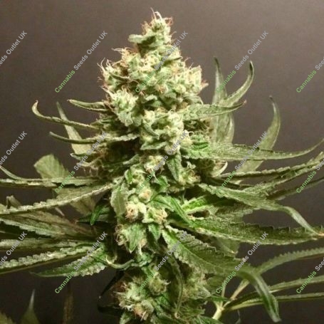 Grand Exodus Feminized Marijuana Strain by Pot Valley Seeds For Sale Online at Cannabis Seeds Outlet