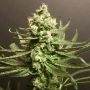 Grand Exodus Feminized Marijuana Strain by Pot Valley Seeds For Sale Online at Cannabis Seeds Outlet