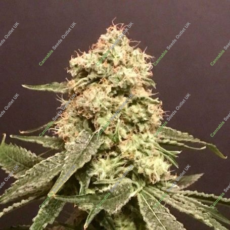 Frosty Purps Feminized Marijuana Strain by Pot Valley Seeds For Sale Online at Cannabis Seeds Outlet