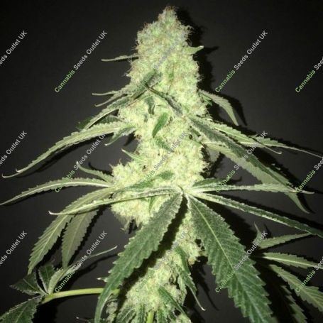 Her Majestys Kush Feminized Marijuana Strain by Pot Valley Seeds For Sale Online at Cannabis Seeds Outlet