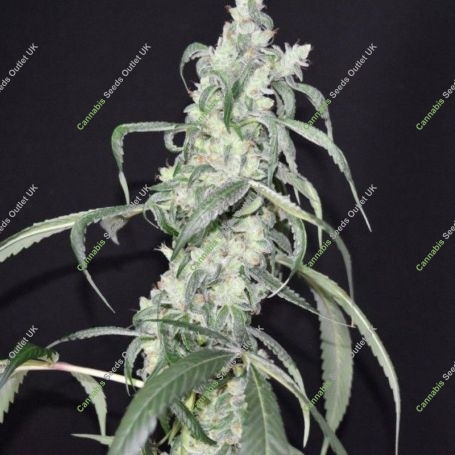 Crystal Sherbet Feminized Marijuana Strain by Pot Valley Seeds For Sale Online at Cannabis Seeds Outlet
