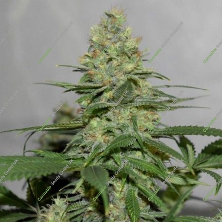 Masters N Crime Regular Marijuana Strain by Pot Valley Seeds For Sale Online at Cannabis Seeds Outlet