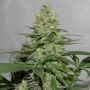 Masters N Crime Regular Marijuana Strain by Pot Valley Seeds For Sale Online at Cannabis Seeds Outlet