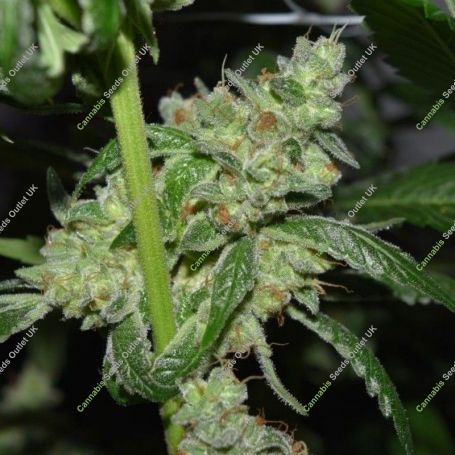 Grand Exodus Regular Marijuana Strain by Pot Valley Seeds For Sale Online at Cannabis Seeds Outlet