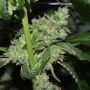 Grand Exodus Regular Marijuana Strain by Pot Valley Seeds For Sale Online at Cannabis Seeds Outlet