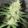Orange Snap Regular Marijuana Strain by Pot Valley Seeds For Sale Online at Cannabis Seeds Outlet