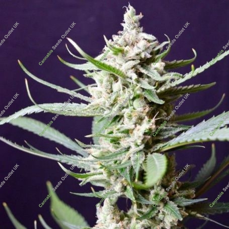 Sunset Flame Regular Marijuana Strain by Pot Valley Seeds For Sale Online at Cannabis Seeds Outlet