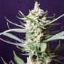 Sunset Flame Regular Marijuana Strain by Pot Valley Seeds For Sale Online at Cannabis Seeds Outlet