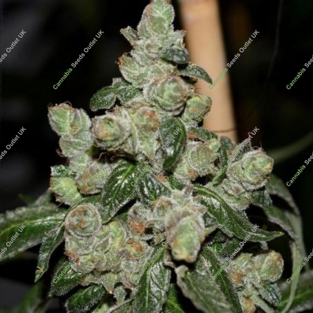Dark Energy Regular Marijuana Strain by Pot Valley Seeds For Sale Online at Cannabis Seeds Outlet