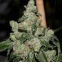 Dark Energy Regular Marijuana Strain by Pot Valley Seeds For Sale Online at Cannabis Seeds Outlet