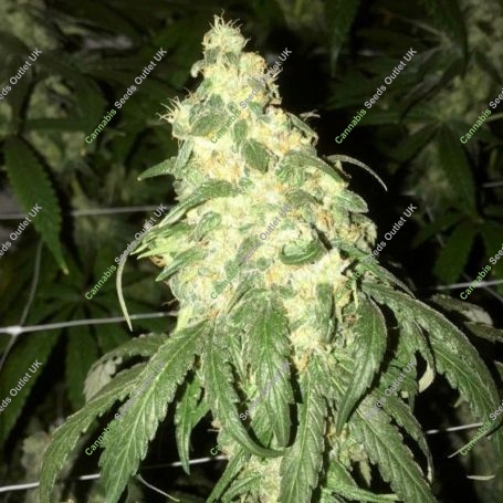 Golden Monkey Regular Marijuana Strain by Pot Valley Seeds For Sale Online at Cannabis Seeds Outlet