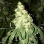 Golden Monkey Regular Marijuana Strain by Pot Valley Seeds For Sale Online at Cannabis Seeds Outlet
