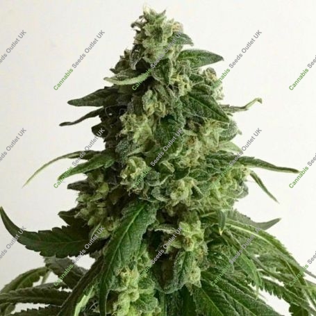 Kings Fudge Regular Marijuana Strain by Pot Valley Seeds For Sale Online at Cannabis Seeds Outlet