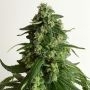 Kings Fudge Regular Marijuana Strain by Pot Valley Seeds For Sale Online at Cannabis Seeds Outlet