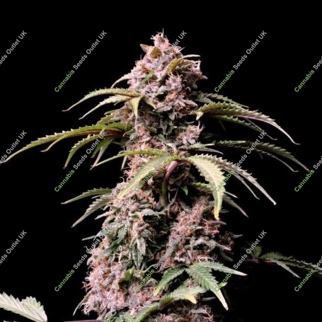 Fruity Flavourz Regular Marijuana Strain by Pot Valley Seeds For Sale Online at Cannabis Seeds Outlet