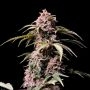 Fruity Flavourz Regular Marijuana Strain by Pot Valley Seeds For Sale Online at Cannabis Seeds Outlet