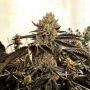 Icing on the Cake Regular Marijuana Strain by Pot Valley Seeds For Sale Online at Cannabis Seeds Outlet