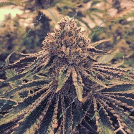 Kings Fudge Cake Regular Marijuana Strain by Pot Valley Seeds For Sale Online at Cannabis Seeds Outlet