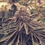 Kings Fudge Cake Regular Marijuana Strain by Pot Valley Seeds For Sale Online at Cannabis Seeds Outlet