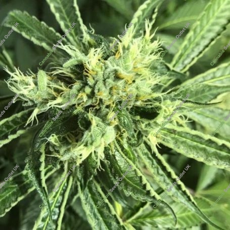 Moonlight Dreamz Regular Marijuana Strain by Pot Valley Seeds For Sale Online at Cannabis Seeds Outlet